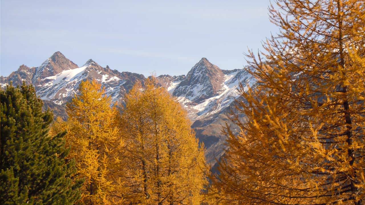 Ein herzliches Grüß Gott von der Lyfi Alm