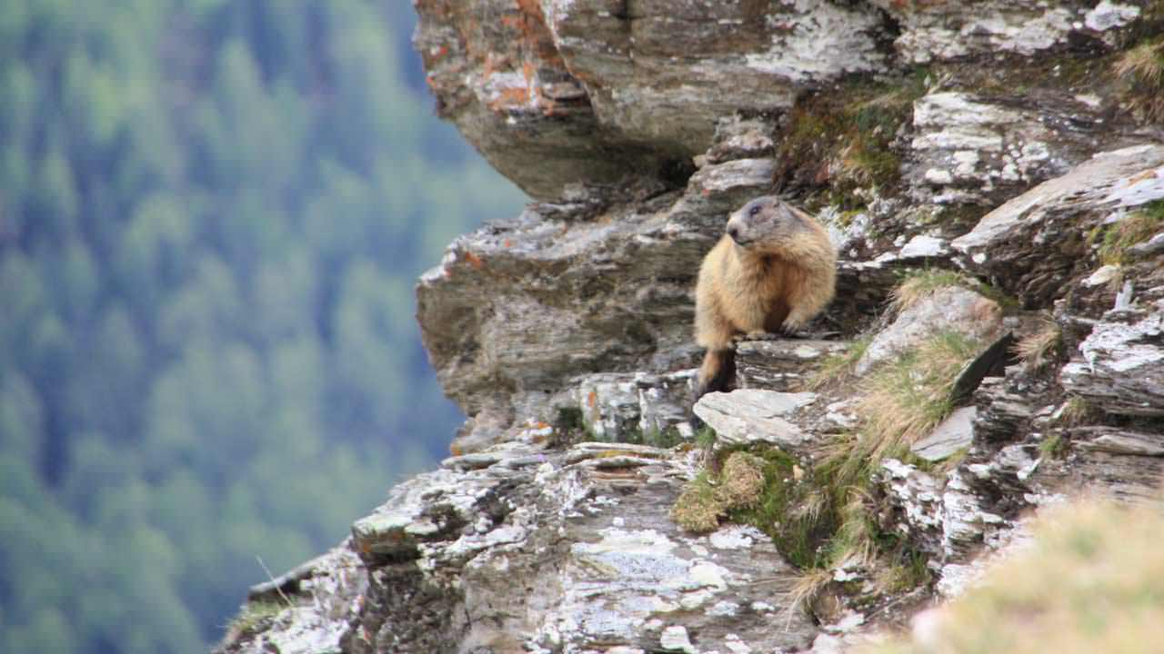 Bewegend schöner Sommer auf der Lyfi Alm