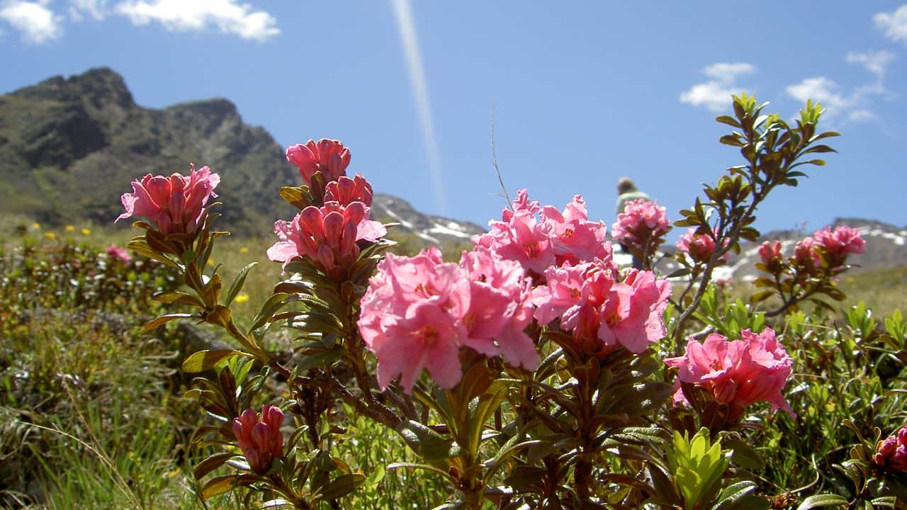 Bewegend schöner Sommer auf der Lyfi Alm